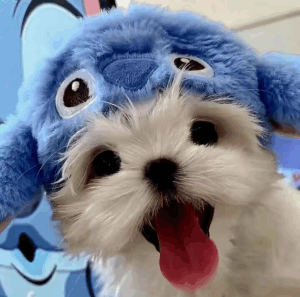 小狗吐舌头 可爱头像