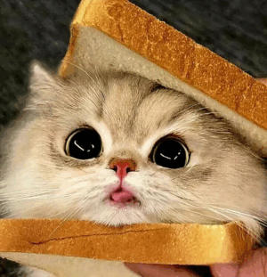 面包小猫 可爱头像